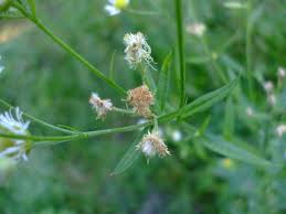 Attēlu rezultāti vaicājumam “Erigeron annuus leaf”