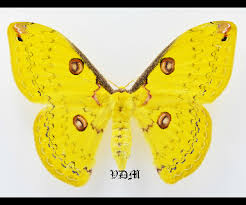 Attēlu rezultāti vaicājumam “Malacosoma castrensis male”