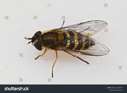 Attēlu rezultāti vaicājumam “Syrphus torvus”