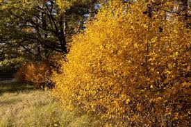 Attēlu rezultāti vaicājumam “Amelanchier spicata”