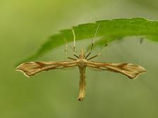Attēlu rezultāti vaicājumam “Platyptilia sp.”