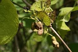 Attēlu rezultāti vaicājumam “Aristolochia durior flower”
