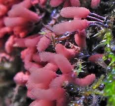 Attēlu rezultāti vaicājumam “Heterotrichia oerstedii (syn. Arcyria oerstedii) sessile”