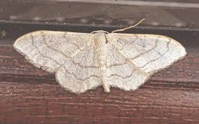 Attēlu rezultāti vaicājumam “Idaea aversata”