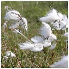 Attēlu rezultāti vaicājumam “Eriophorum angustifolium flower”