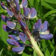 Image result for Lupinus polyphyllus Lindl.