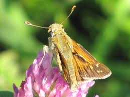 Attēlu rezultāti vaicājumam “Hesperia comma underside”