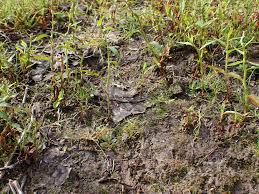 Attēlu rezultāti vaicājumam “Pohlia sphagnicola”