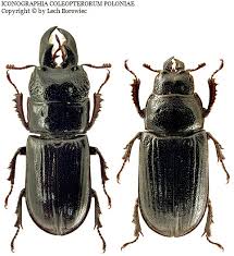 Attēlu rezultāti vaicājumam “Ceruchus chrysomelinus”