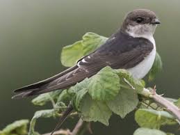 Attēlu rezultāti vaicājumam “Delichon urbicum juvenile”