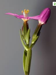 Attēlu rezultāti vaicājumam “Centaurium littorale leaf”