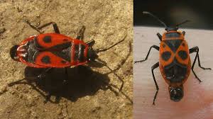 Attēlu rezultāti vaicājumam “Pyrrhocoris apterus nymph”
