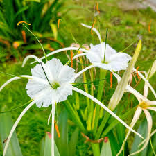 Attēlu rezultāti vaicājumam “Pellia endiviifolia sporophyte”