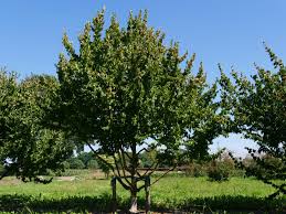 Attēlu rezultāti vaicājumam “Cornus mas”