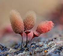 Attēlu rezultāti vaicājumam “Arcyria denudata young”