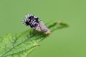 Attēlu rezultāti vaicājumam “Urophora jaceana”