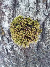 Attēlu rezultāti vaicājumam “Ulota crispa sporophyte”