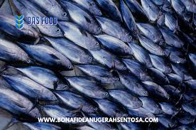 Image result for Katsuwonus pelamis