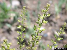 Attēlu rezultāti vaicājumam “Lepidium densiflorum flower”