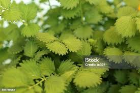 Attēlu rezultāti vaicājumam “Agrimonia pilosa leaf”