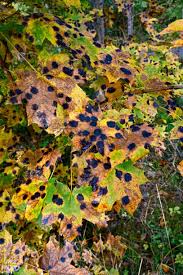 Attēlu rezultāti vaicājumam “Rhytisma acerinum”