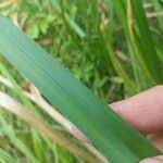 Attēlu rezultāti vaicājumam “Glyceria maxima leaf”