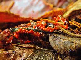 Attēlu rezultāti vaicājumam “Leocarpus fragilis”