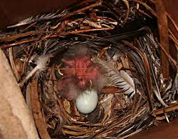 Attēlu rezultāti vaicājumam “Sturnus vulgaris nest”
