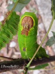 Attēlu rezultāti vaicājumam “Saturniidae”