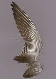 Attēlu rezultāti vaicājumam “Limosa lapponica adult”