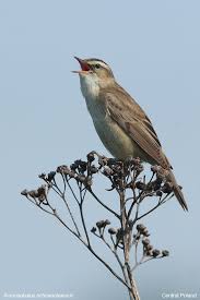 Attēlu rezultāti vaicājumam “Acrocephalus schoenobaenus”