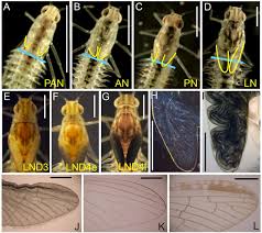 Attēlu rezultāti vaicājumam “Ephemeroptera imago”