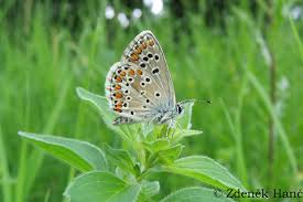 Attēlu rezultāti vaicājumam “Aricia artaxerxes”