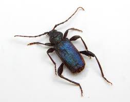 Attēlu rezultāti vaicājumam “Callidium violaceum”