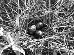 Attēlu rezultāti vaicājumam “Chlidonias niger eggs”