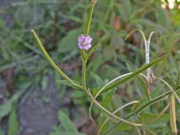 Attēlu rezultāti vaicājumam “Epilobium parviflorum”