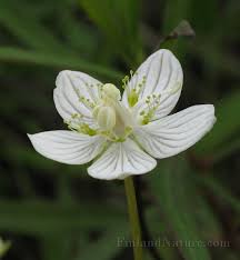 Attēlu rezultāti vaicājumam “Parnassiaceae”