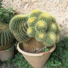 Image result for Cactaceae