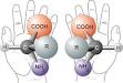 Chirality_with_hands.jpg