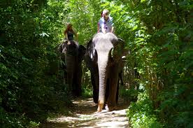 Image result for pinawella