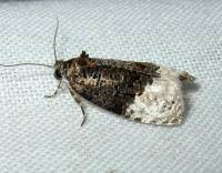 Attēlu rezultāti vaicājumam “Apotomis betuletana”