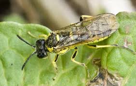 Attēlu rezultāti vaicājumam “Euura brevicornis”