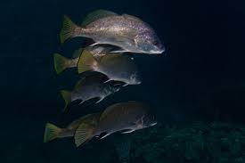 Image result for Sciaena umbra