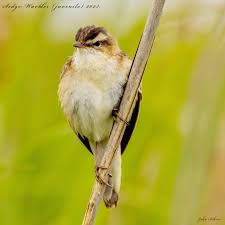 Attēlu rezultāti vaicājumam “Acrocephalus schoenobaenus”