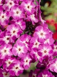 Image result for Phlox (großblumig)