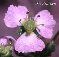 Attēlu rezultāti vaicājumam “Alisma gramineum flower”