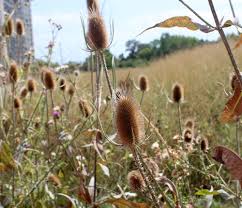 Image result for Dipsacus silvestris