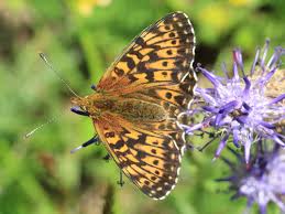 Attēlu rezultāti vaicājumam “Boloria titania underside”