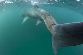 Image result for Cetorhinus maximus