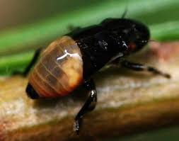 Attēlu rezultāti vaicājumam “Aphrophora nymph”
